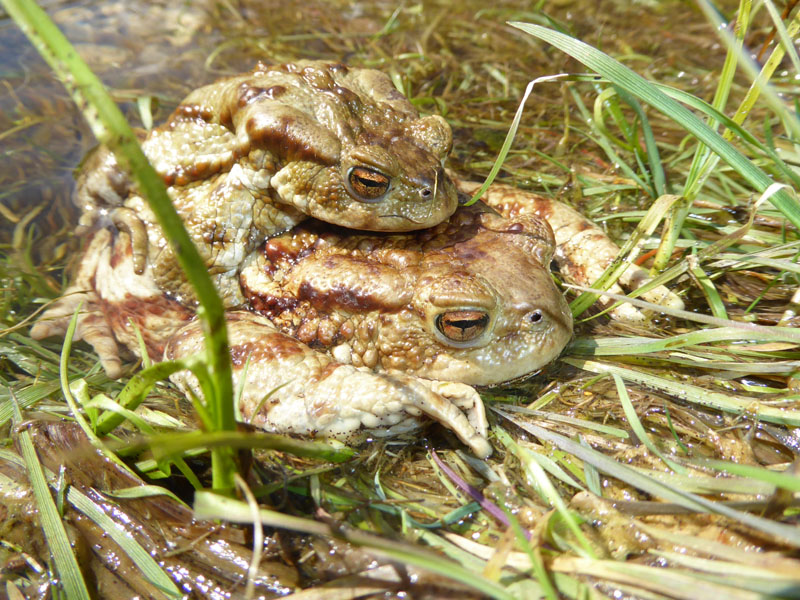 uova e rane di Bufo bufo .....(Rospo comune)
